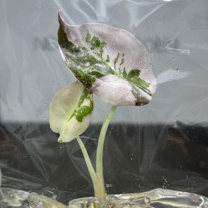 Alocasia Cuprea Pink Variegated Tissue Culture (1 item/bag)