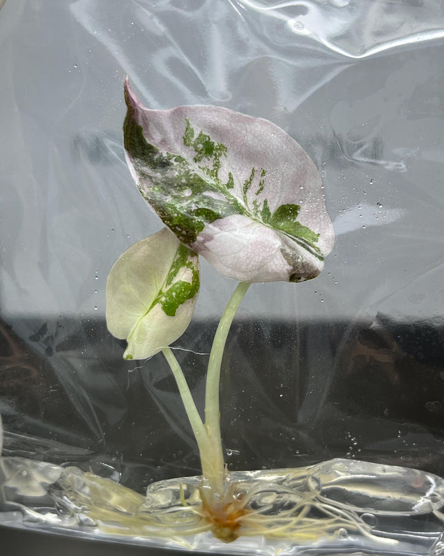 Alocasia Cuprea Pink Variegated Tissue Culture (1 item/bag)