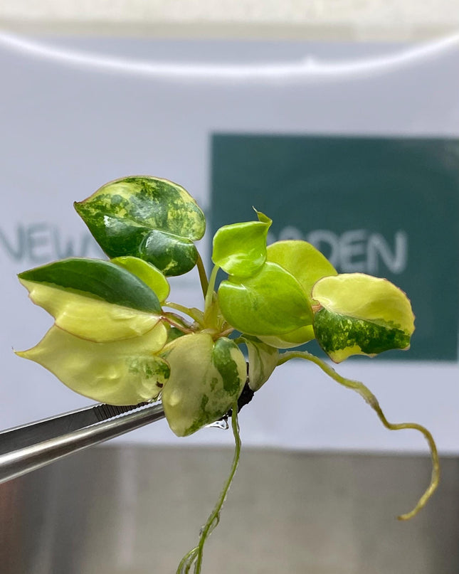 Philodendron Billietiae Variegated Tissue Culture (1 item/bag)
