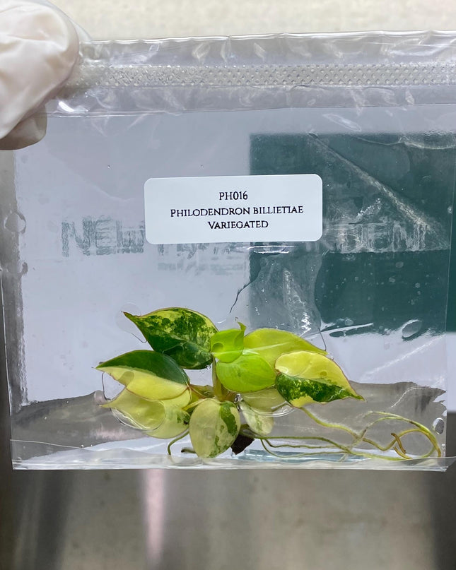 Philodendron Billietiae Variegated Tissue Culture (1 item/bag)