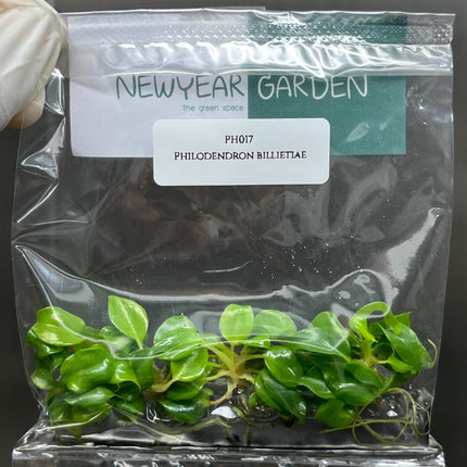 Philodendron Billietiae Tissue Culture (5 items/bag)