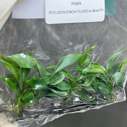 Philodendron Florida Beauty Tissue Culture (5 items/bag)