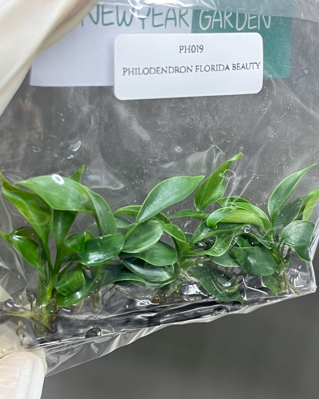 Philodendron Florida Beauty Tissue Culture (5 items/bag)
