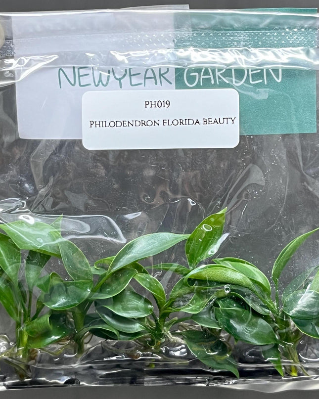 Philodendron Florida Beauty Tissue Culture (5 items/bag)