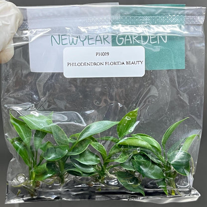 Philodendron Florida Beauty Tissue Culture (5 items/bag)