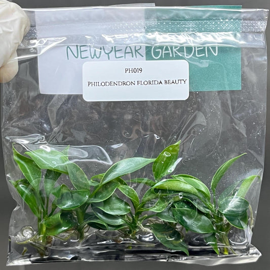 Philodendron Florida Beauty Tissue Culture (5 items/bag)