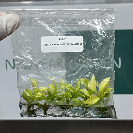 Philodendron Florida Ghost Tissue Culture (5 items/bag)