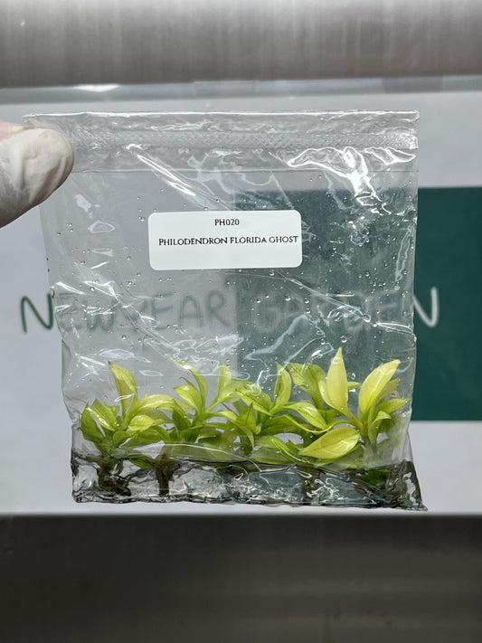 Philodendron Florida Ghost Tissue Culture (5 items/bag)