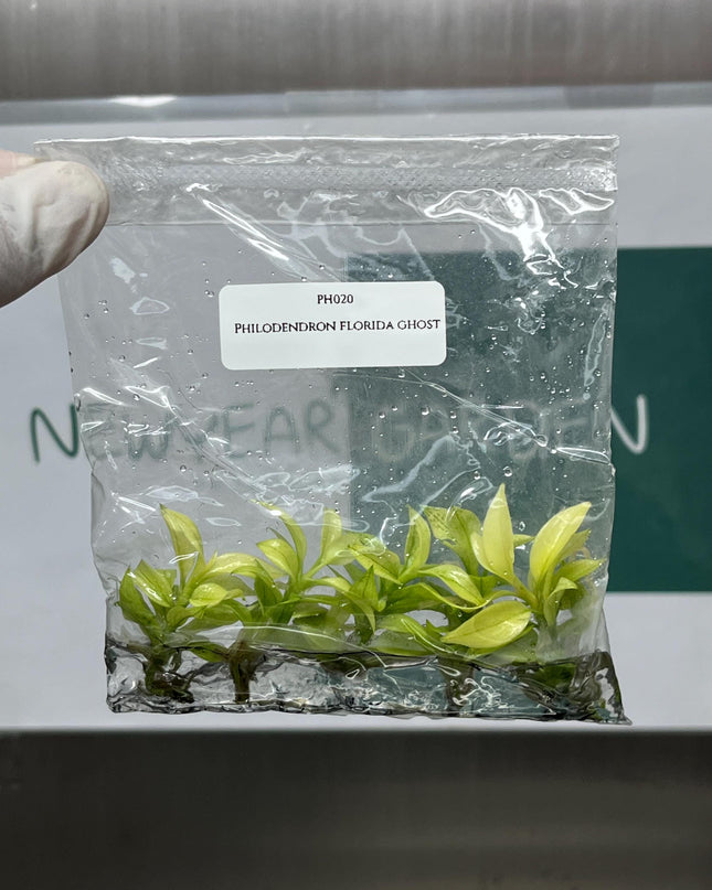 Philodendron Florida Ghost Tissue Culture (5 items/bag)