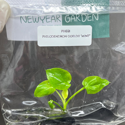 Philodendron Goeldii "Mint" Tissue Culture (1 item/bag)