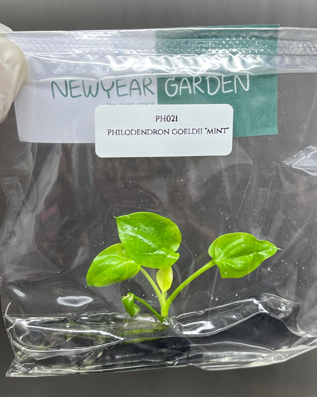 Philodendron Goeldii "Mint" Tissue Culture (1 item/bag)