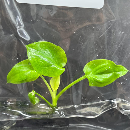 Philodendron Goeldii "Mint" Tissue Culture (1 item/bag)