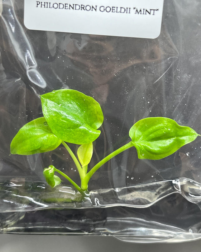 Philodendron Goeldii "Mint" Tissue Culture (1 item/bag)