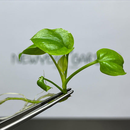 Philodendron Goeldii "Mint" Tissue Culture (1 item/bag)