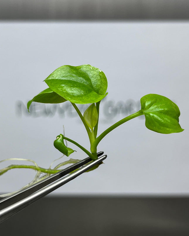 Philodendron Goeldii "Mint" Tissue Culture (1 item/bag)