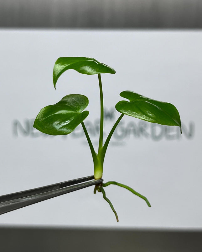 Philodendron Goeldii Tissue Culture (5 items/bag)