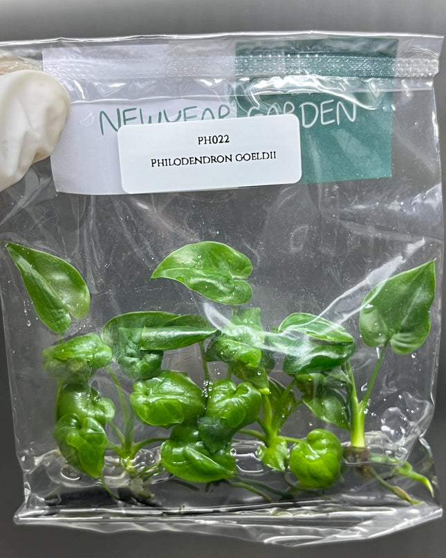 Philodendron Goeldii Tissue Culture (5 items/bag)