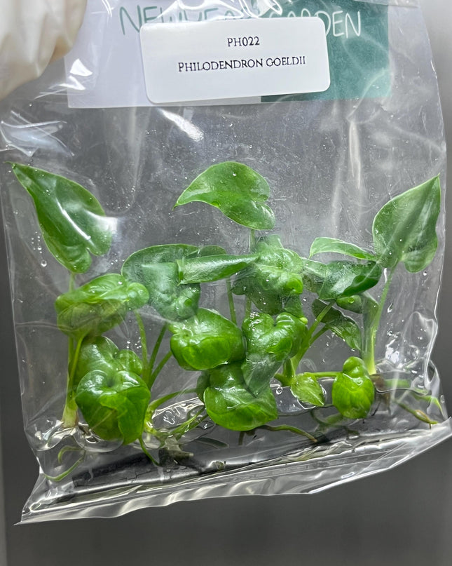 Philodendron Goeldii Tissue Culture (5 items/bag)