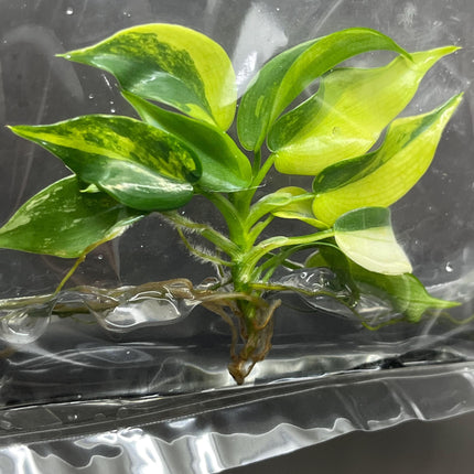 Philodendron Violin Variegated Tissue Culture (1 item/bag)