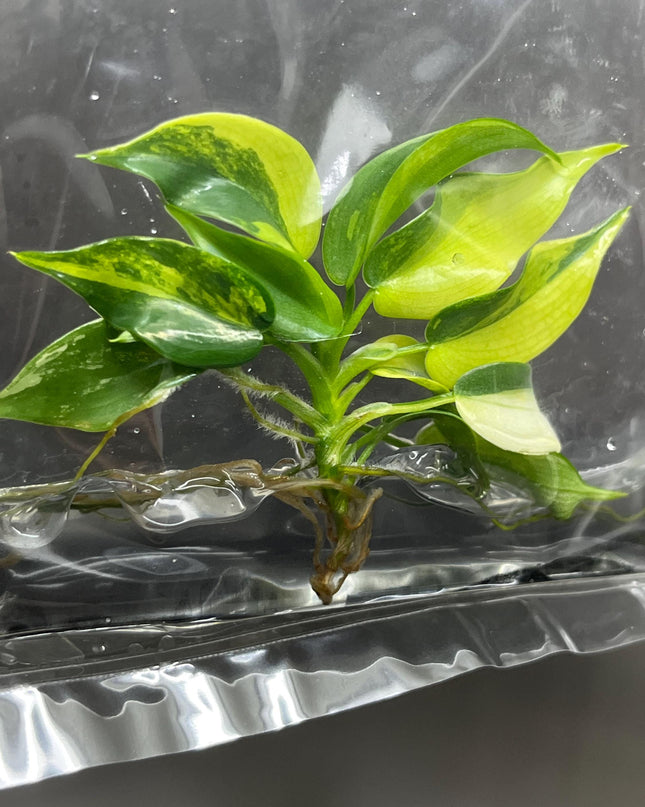 Philodendron Violin Variegated Tissue Culture (1 item/bag)
