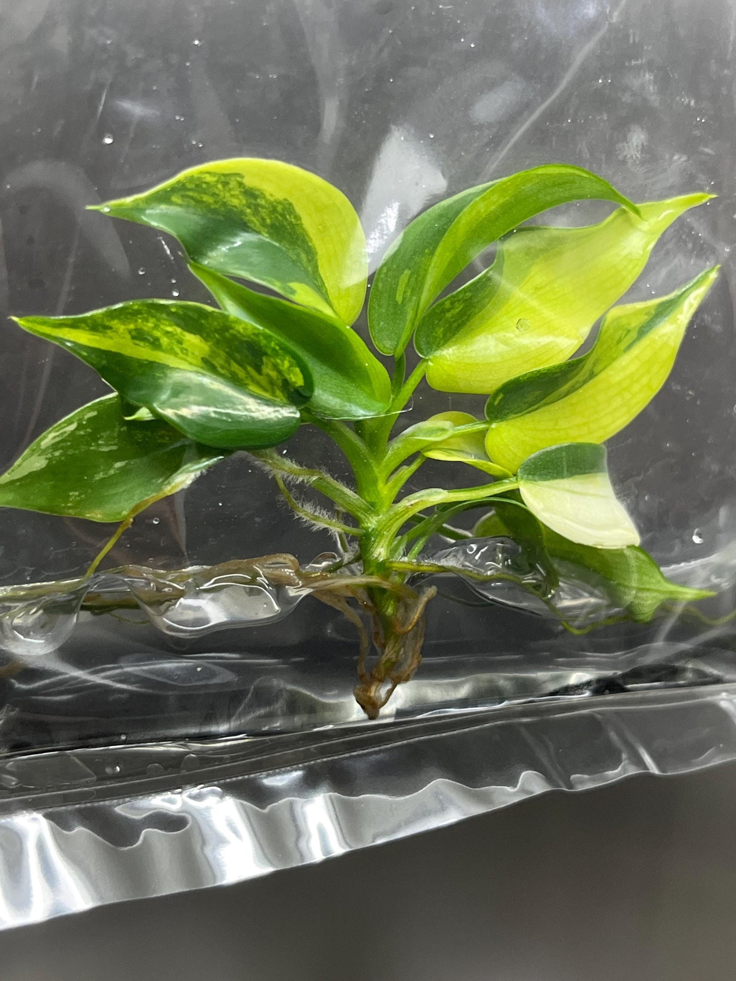 Philodendron Violin Variegated Tissue Culture (1 item/bag)