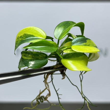 Philodendron Violin Variegated Tissue Culture (1 item/bag)