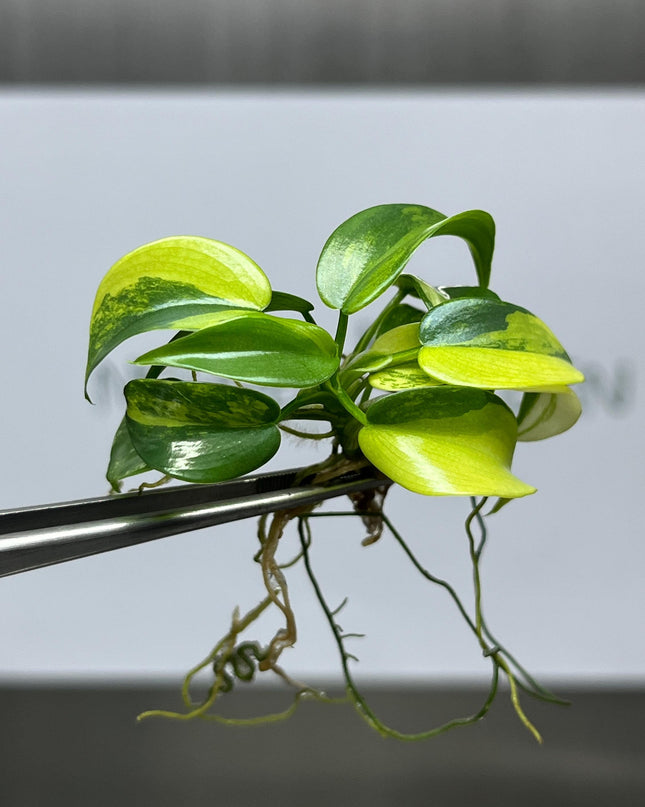 Philodendron Violin Variegated Tissue Culture (1 item/bag)