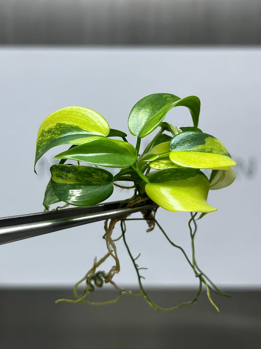 Philodendron Violin Variegated Tissue Culture (1 item/bag)