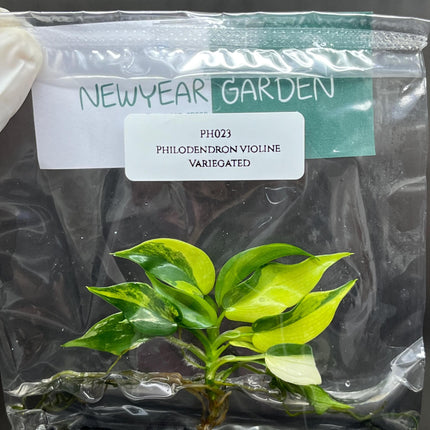 Philodendron Violin Variegated Tissue Culture (1 item/bag)