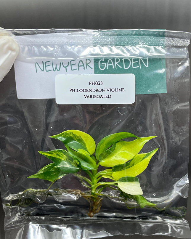 Philodendron Violin Variegated Tissue Culture (1 item/bag)