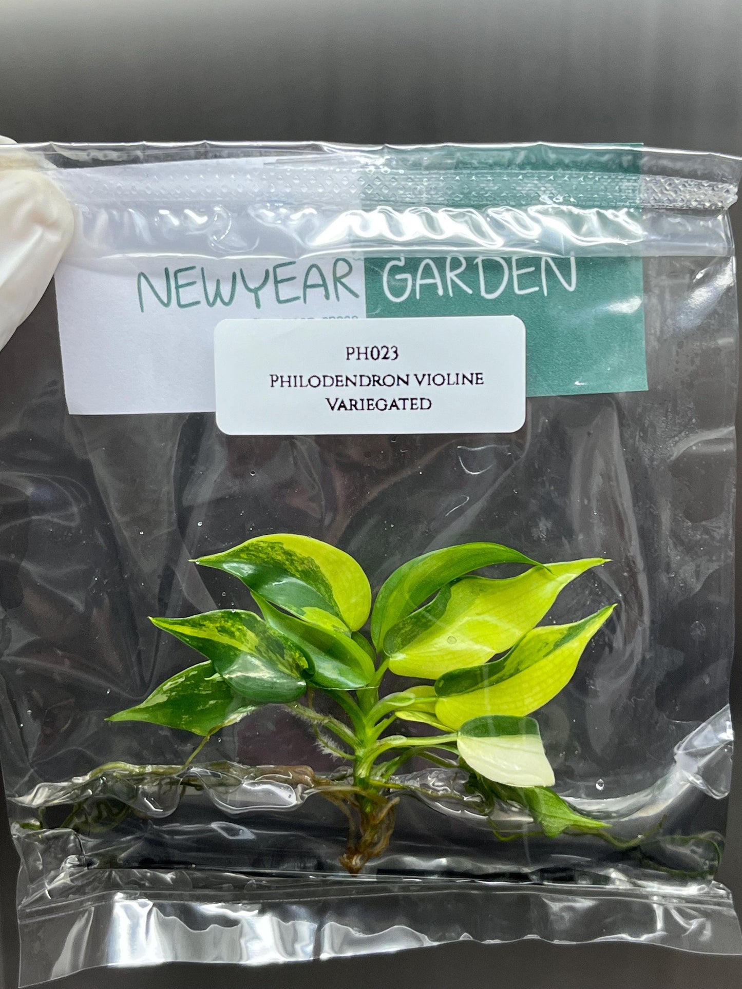 Philodendron Violin Variegated Tissue Culture (1 item/bag)