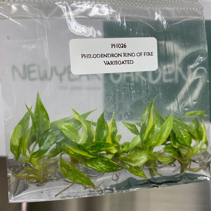 Philodendron Ring of Fire Variegated Tissue Culture (5 items/bag)