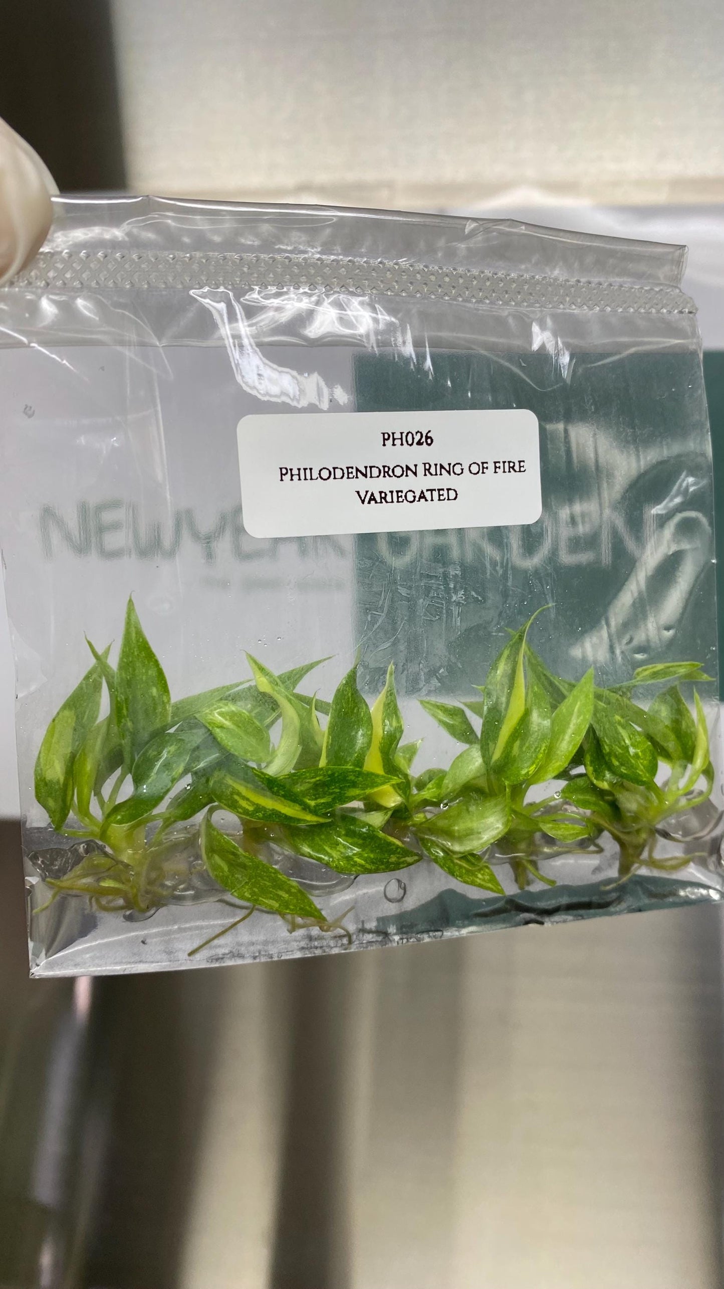 Philodendron Ring of Fire Variegated Tissue Culture (5 items/bag)