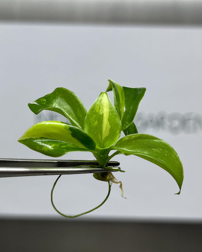 Philodendron Burle Marx Variegated Tissue Culture (1 item/bag)
