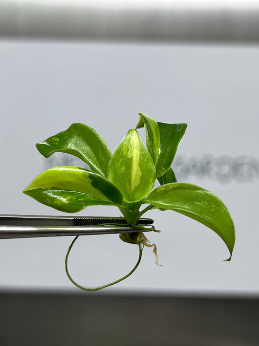 Philodendron Burle Marx Variegated Tissue Culture (1 item/bag)