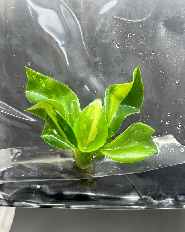 Philodendron Burle Marx Variegated Tissue Culture (1 item/bag)