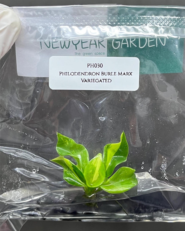 Philodendron Burle Marx Variegated Tissue Culture (1 item/bag)