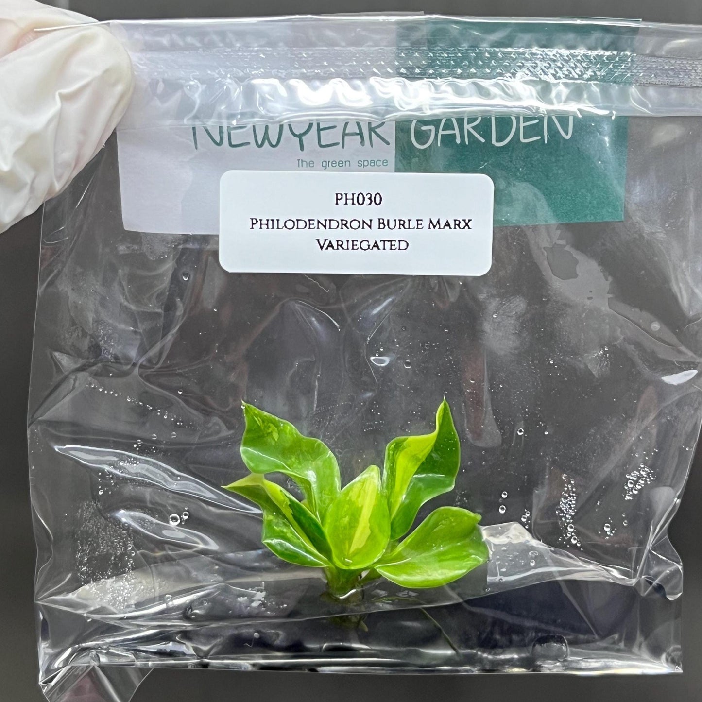 Philodendron Burle Marx Variegated Tissue Culture (1 item/bag)