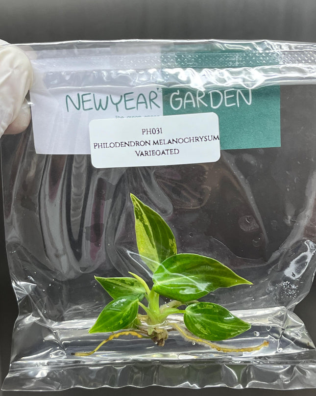 Philodendron Melanochrysum Variegated Tissue Culture (1 item/bag)