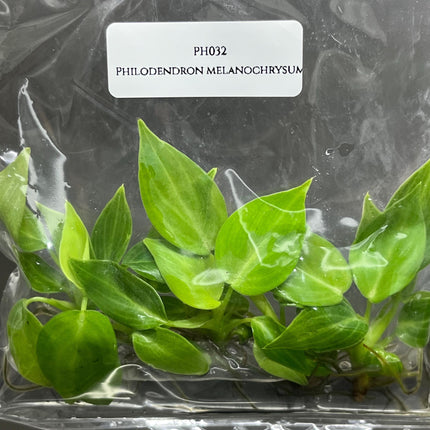 Philodendron Melanochrysum Tissue Culture (5 items/bag)
