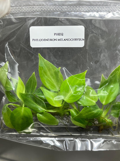Philodendron Melanochrysum Tissue Culture (5 items/bag)
