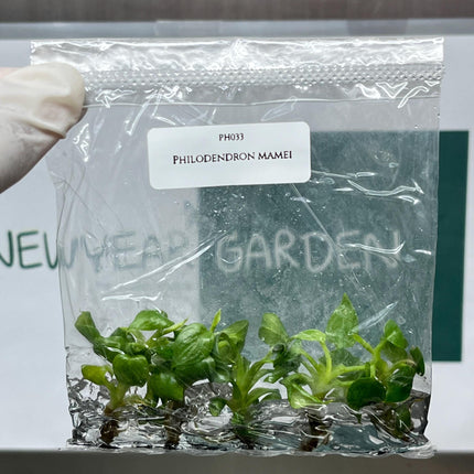 Philodendron Mamei Tissue Culture (5 items/bag)