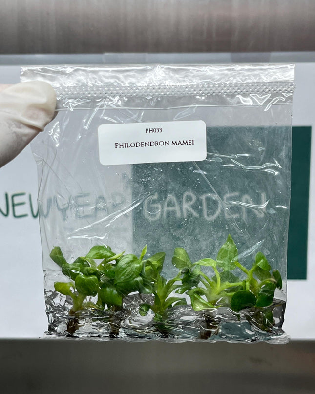 Philodendron Mamei Tissue Culture (5 items/bag)