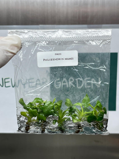 Philodendron Mamei Tissue Culture (5 items/bag)