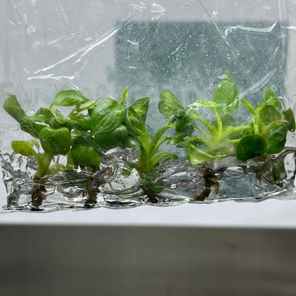 Philodendron Mamei Tissue Culture (5 items/bag)