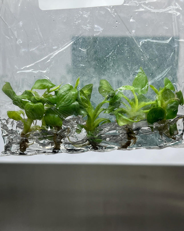 Philodendron Mamei Tissue Culture (5 items/bag)