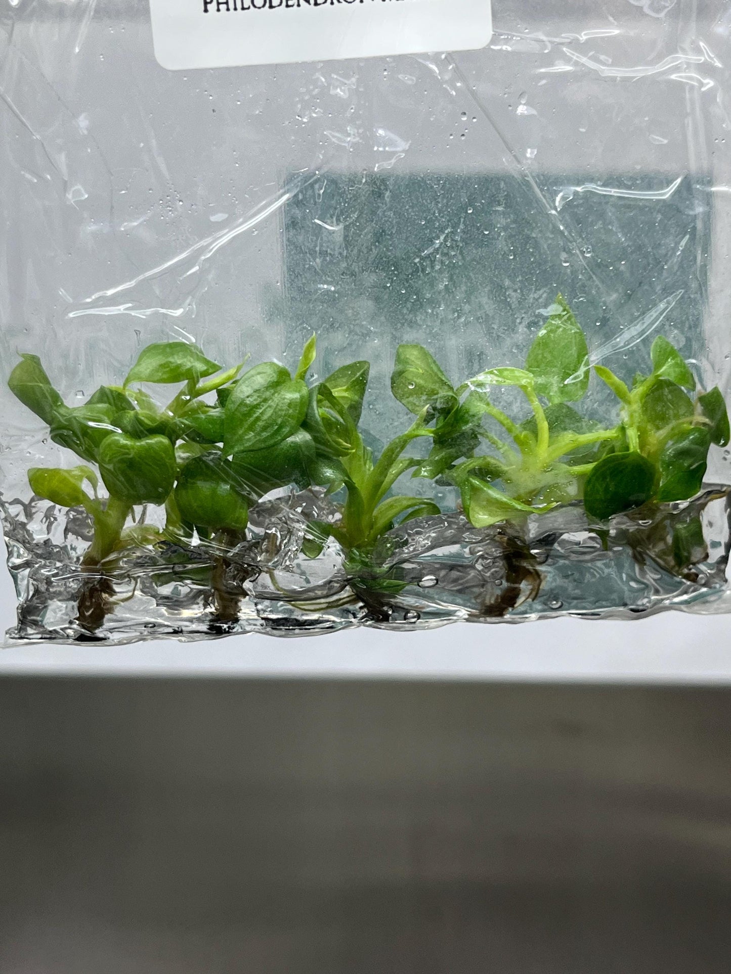 Philodendron Mamei Tissue Culture (5 items/bag)