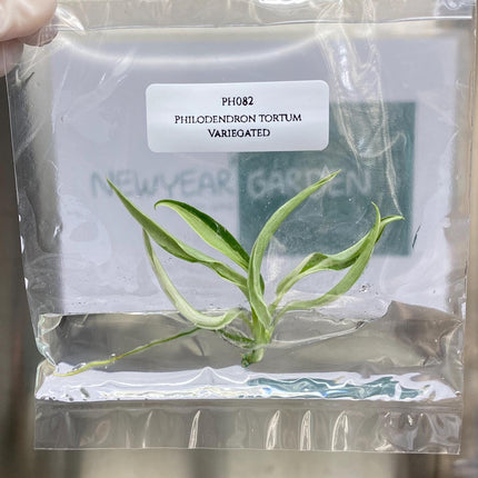 Philodendron Tortum Albo Variegated Tissue Culture (1 item/bag)