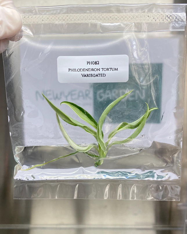 Philodendron Tortum Albo Variegated Tissue Culture (1 item/bag)