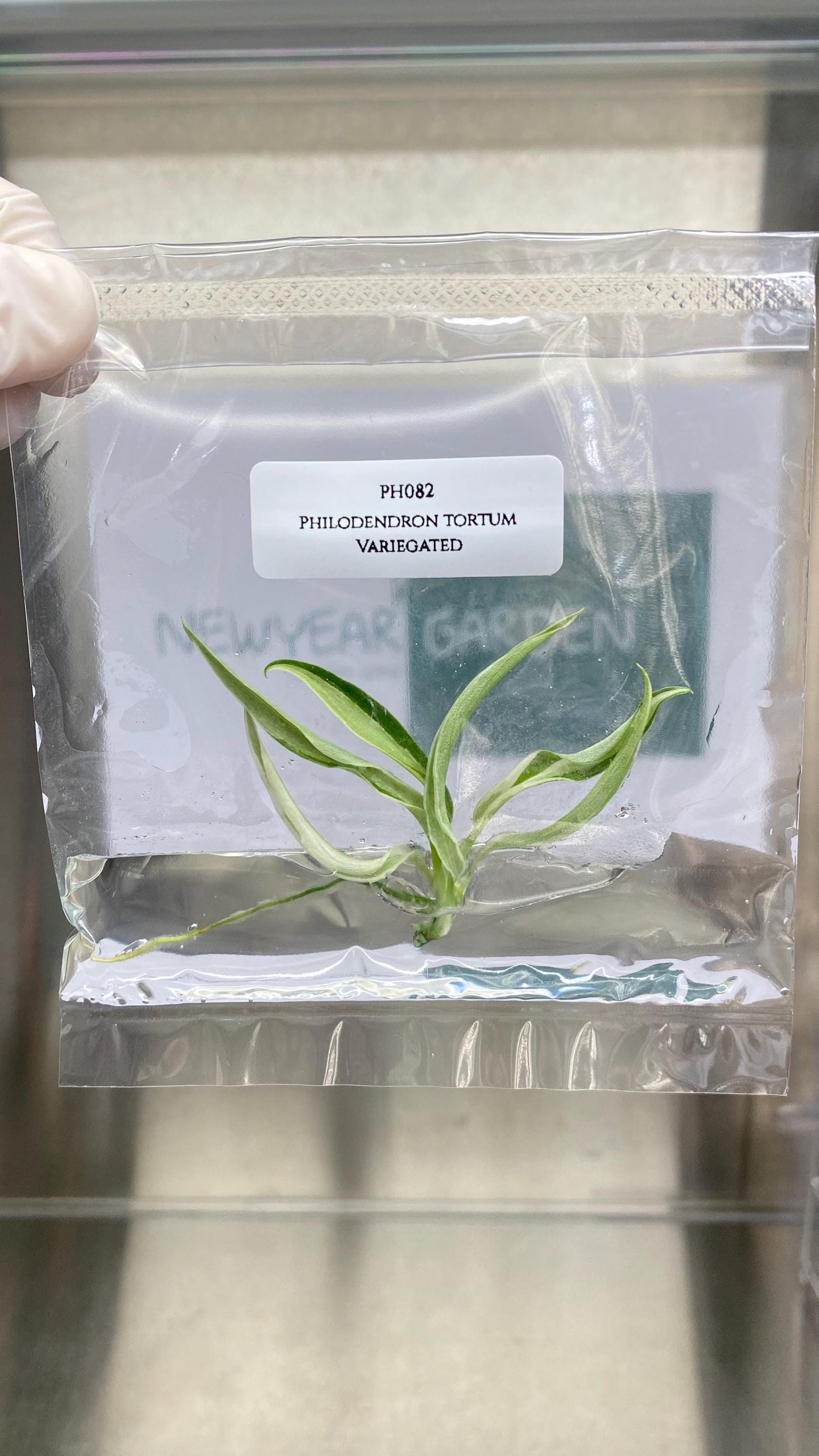 Philodendron Tortum Albo Variegated Tissue Culture (1 item/bag)